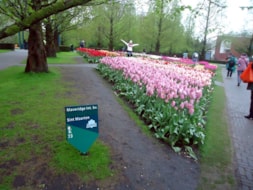 Keukenhof (59)